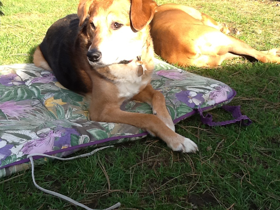 Kann man Hunden das spielen wieder beibringen? (Hund)