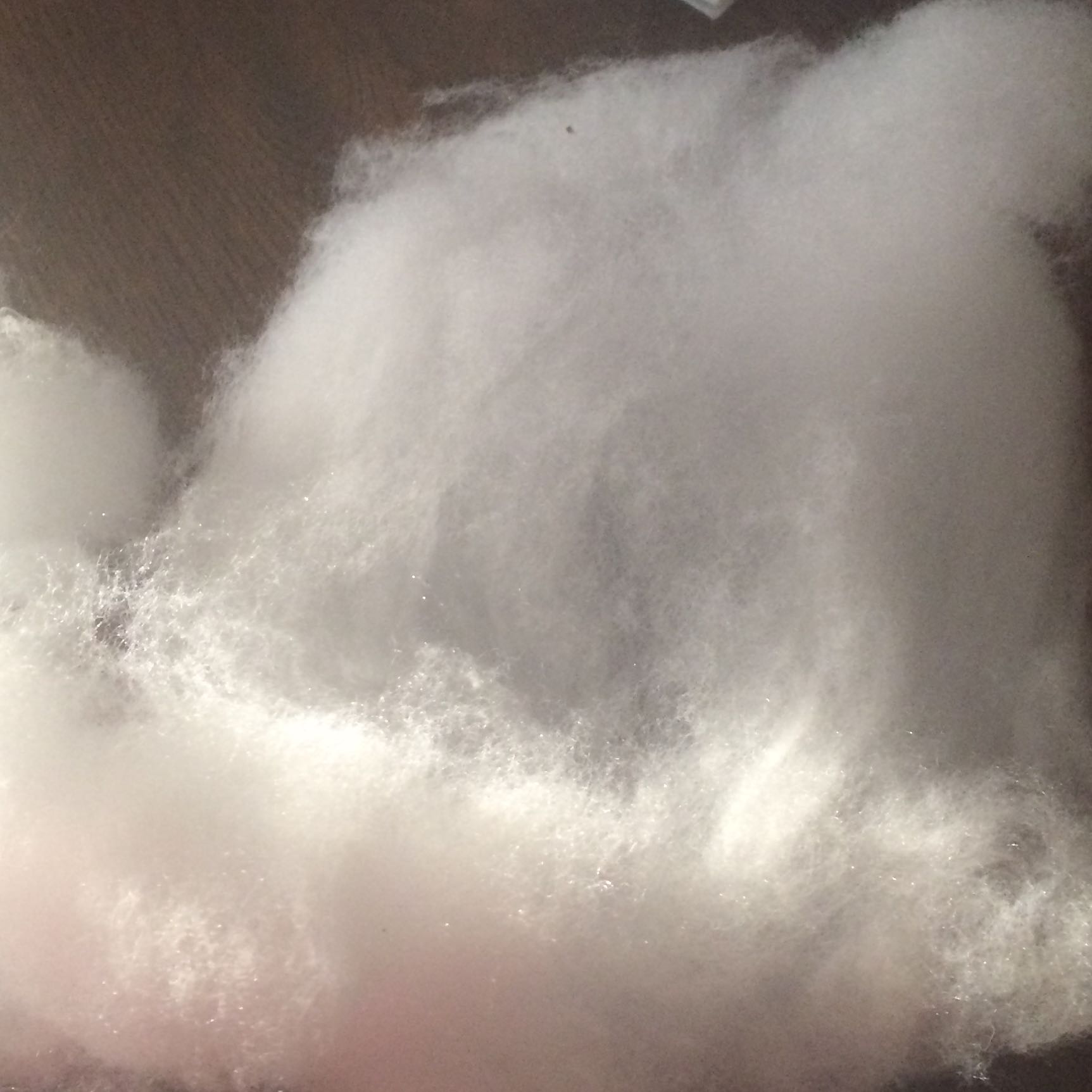 Kann man in Watte Bohnen keimen? (Garten, Samen)