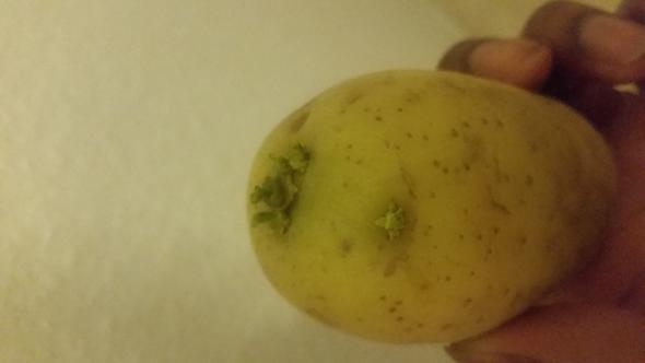 hellgrüne Keime auf meiner Kartoffel - (Gesundheit, Essen, kochen)