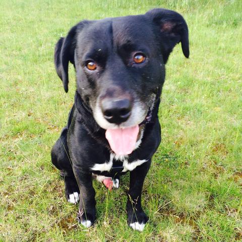 Labradormix rüde - (Hund, Decken, Großerrüde)