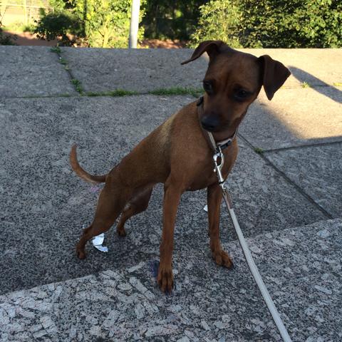 Rehpinscher Hündin - (Hund, Decken, Großerrüde)