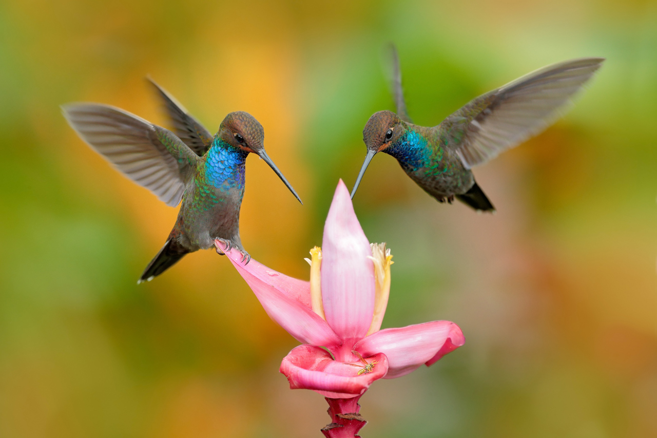 Kann man Kolibris  in Europa kaufen V gel  Kann man Kolibris  in Europa kaufen V gel