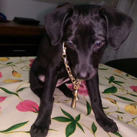 Kann Man Sagen Wie Gross Ein Welpe Ausgewachsen Sein Wird Hund