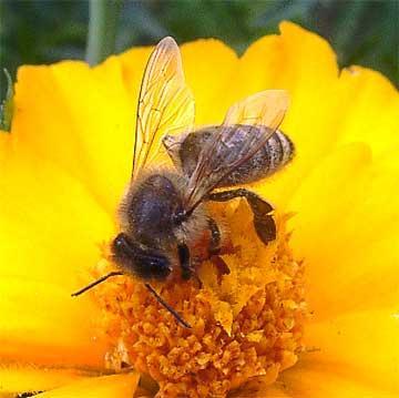 Als Laie imkern? - (Hobby, Bienen, Imker)