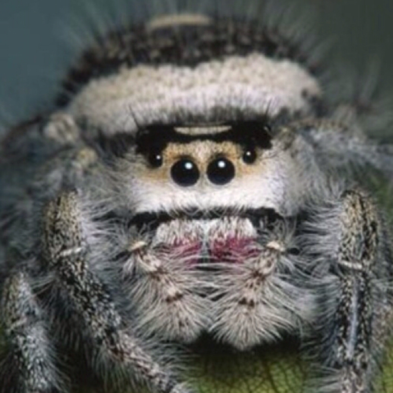 Kann man sich so eine Spinne daheim halten? (Haltung, Spinnen)