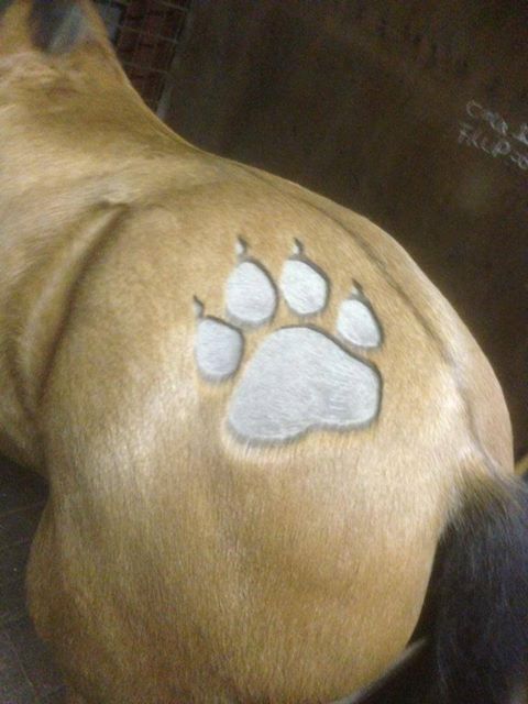 Kann Man So Scheren Pferde Herz Rasieren