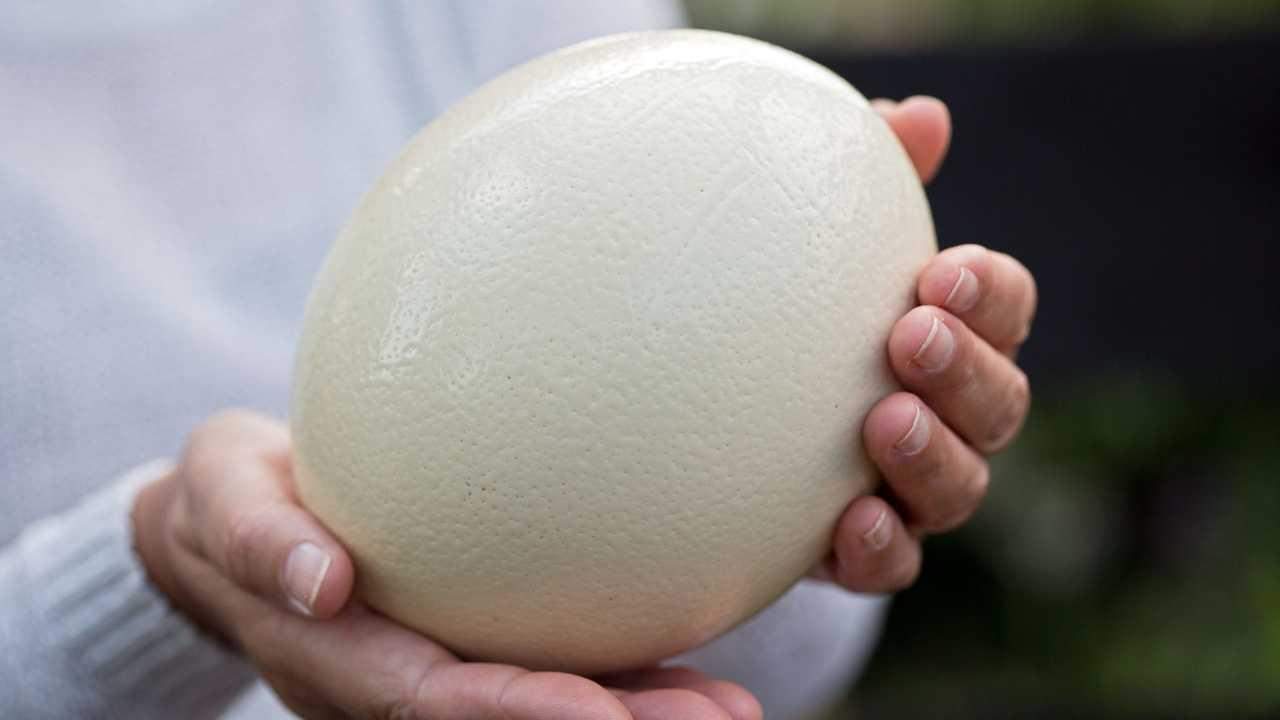 Kann man Strausseneier Essen wie Eier von den Hühner? (Gesundheit und Medizin, Ernährung, Tiere) Kann man Strausseneier Essen wie Eier von den Hühner? (Gesundheit und Medizin, Ernährung, Tiere)