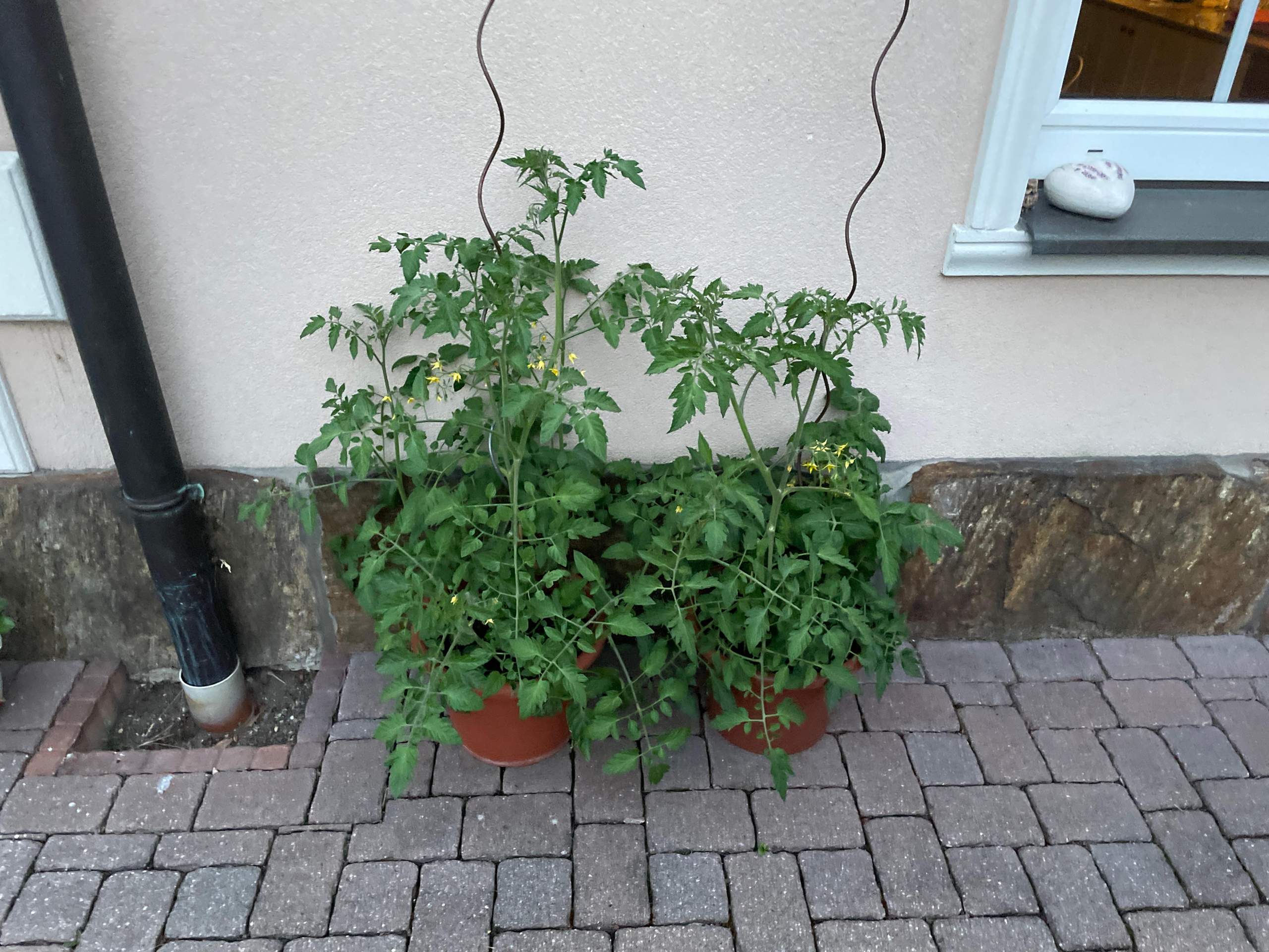 Kann man Tomaten mehrjährig anbauen? (Gemüse, Pflanzenpflege