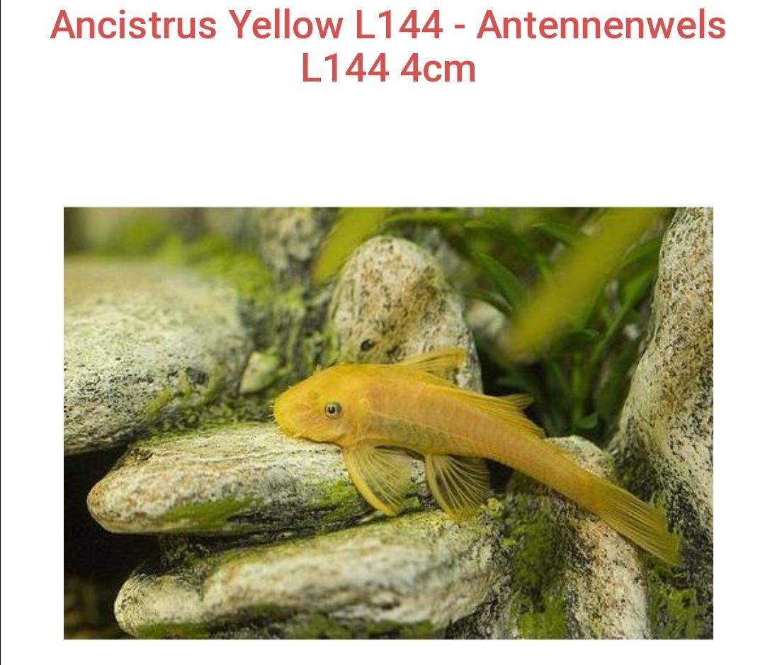 Kann man verschiedene Unterarten von ancistrus Welsen untereinander