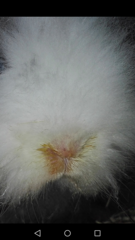 Nasenausfluss bei Kaninchen - (Gesundheit und Medizin, Kaninchen, Schnupfen)