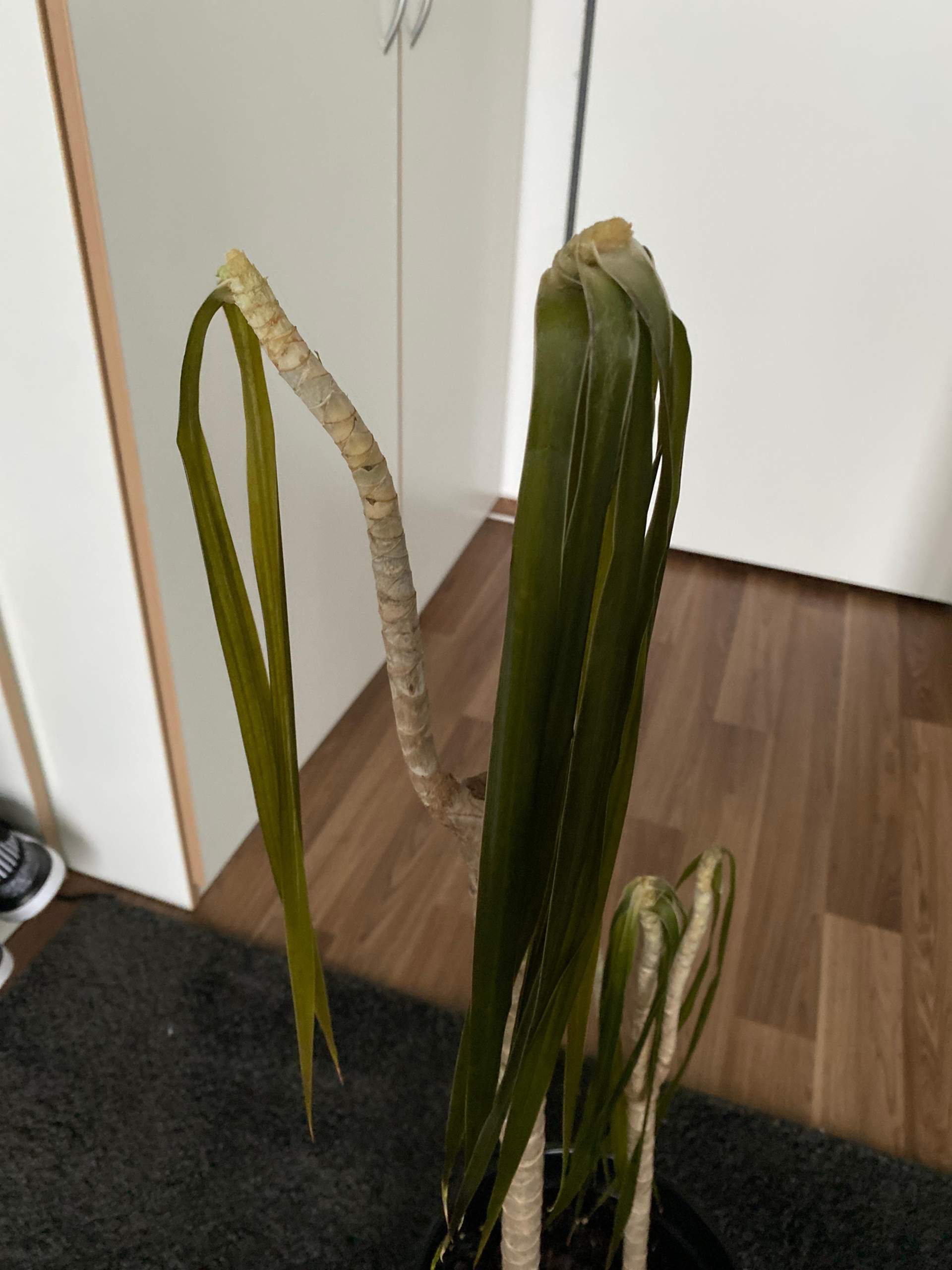 Kann meine Dracaena diesen Frost berstehen? (Blumen, Pflanzenpflege,  Botanik)