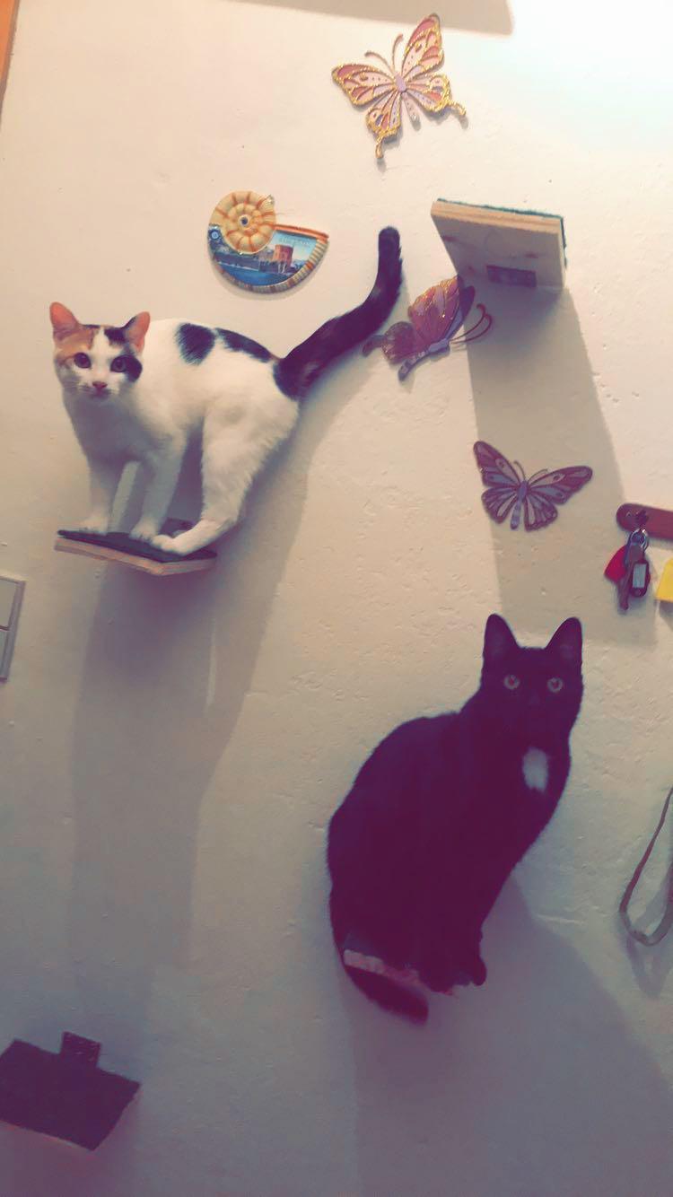 kann meine katze meinen toten kater sehen haustiere katzen
