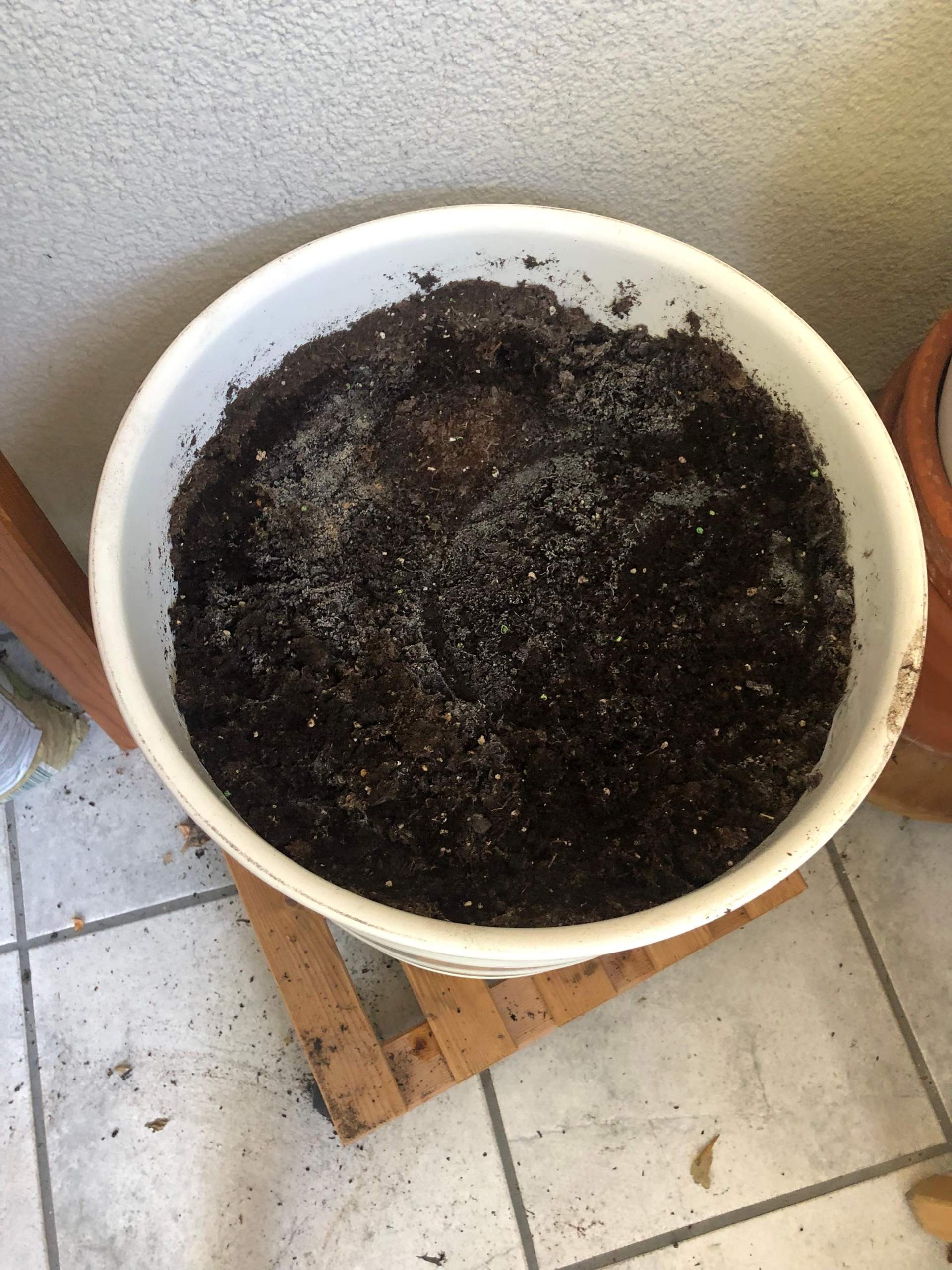 erdnuss saatgut Erdnuss | Arachis hypogea