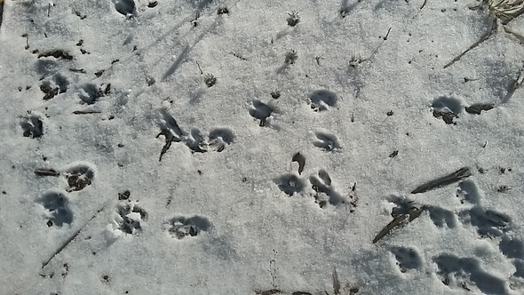 2 Spur - (Tiere, Wald, Schnee)