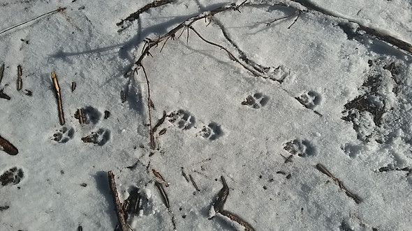 3 Spur - (Tiere, Wald, Schnee)