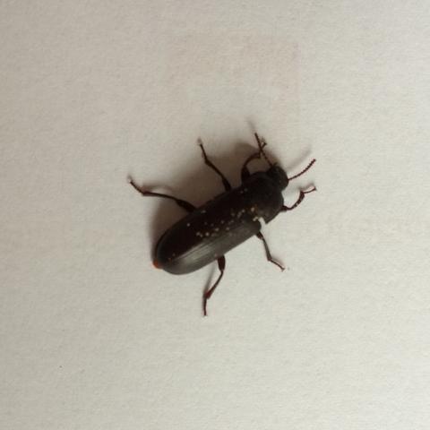 Ca. 1cm groß - (Käfer)