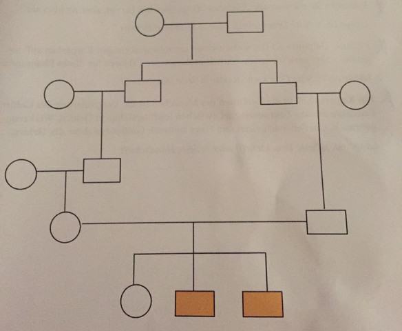 Stammbaum - (Biologie, Genetik)