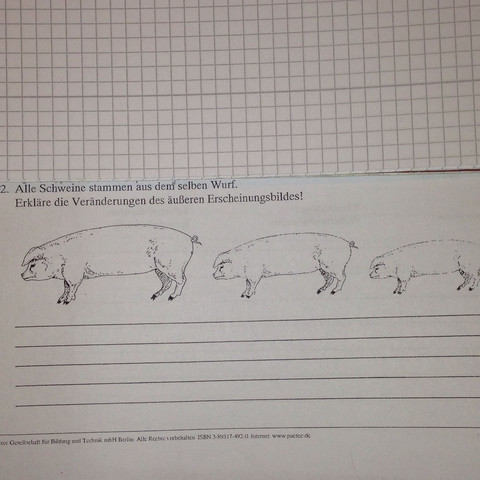 Kann mir jemand bei dieser Biologie Aufgabe helfen(Mutation und ... - 0 Big Kann mir jemand bei dieser Biologie Aufgabe helfen(Mutation und ... - 0 Big