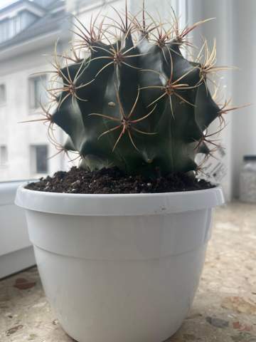 Kann mir jemand bei meinem Kaktus helfen?