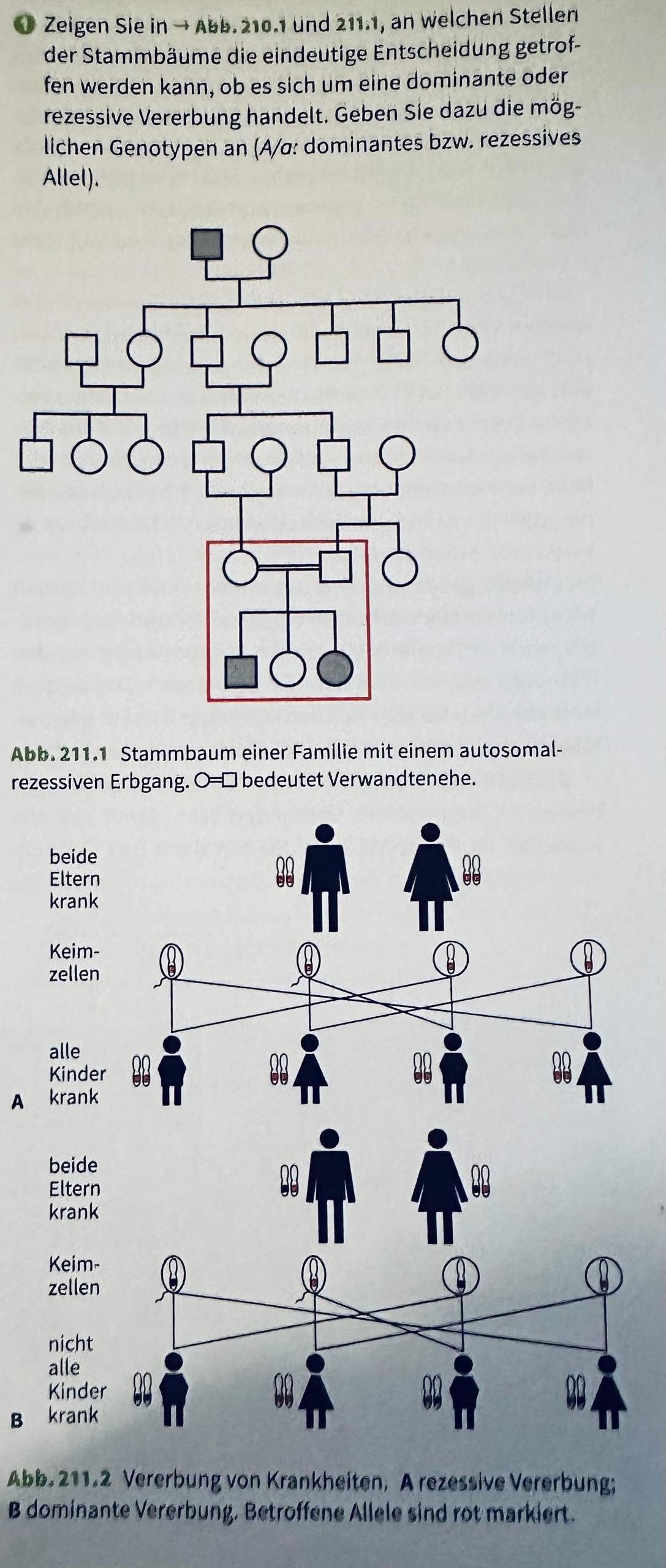 Stammbaum der Farbenblindheit