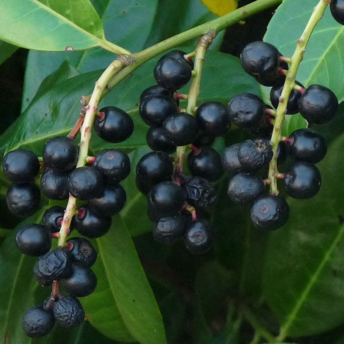 Kann mir jemand den Namen dieser Beeren sagen? (Pflanzen