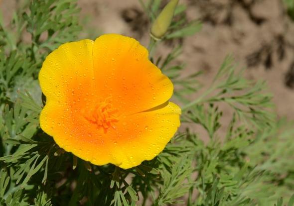 Das Bild - (Pflanzen, Blumen, Botanik)