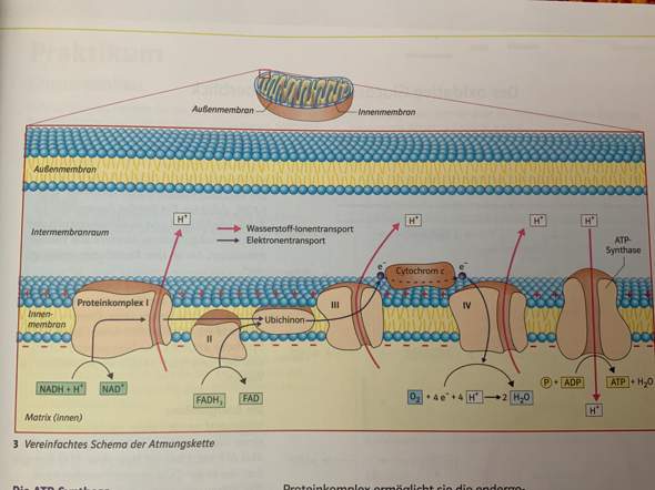 Kann mir jemand diese Abbildung erklären (ATP-Synthese)?