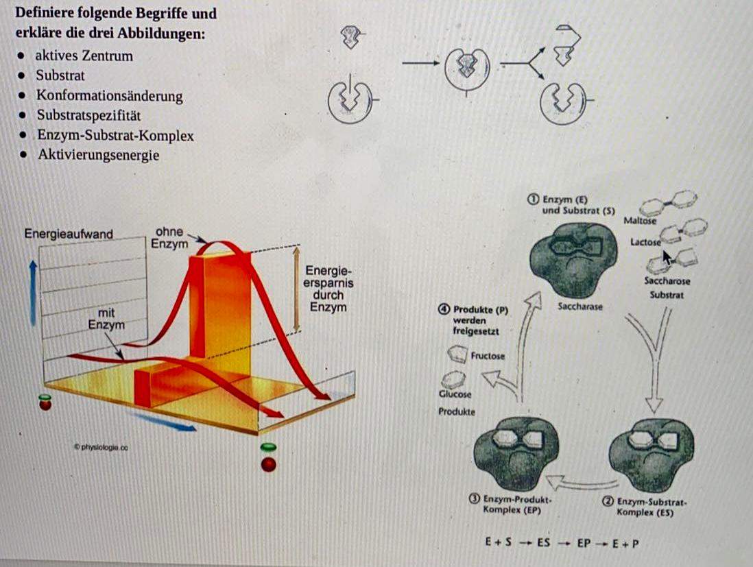 kann mir jemand diese Abbildungen beschreiben und erklären (Biochemie/Enzyme)?  (Chemie, Biologie)