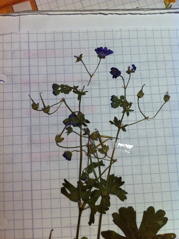 Blüten - (Biologie, Pflanzen, Garten)