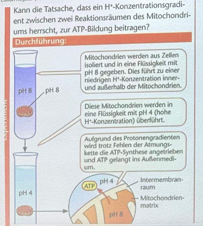 Kann mir jemand dieses Experiment erklären? (Bio, Zellen)