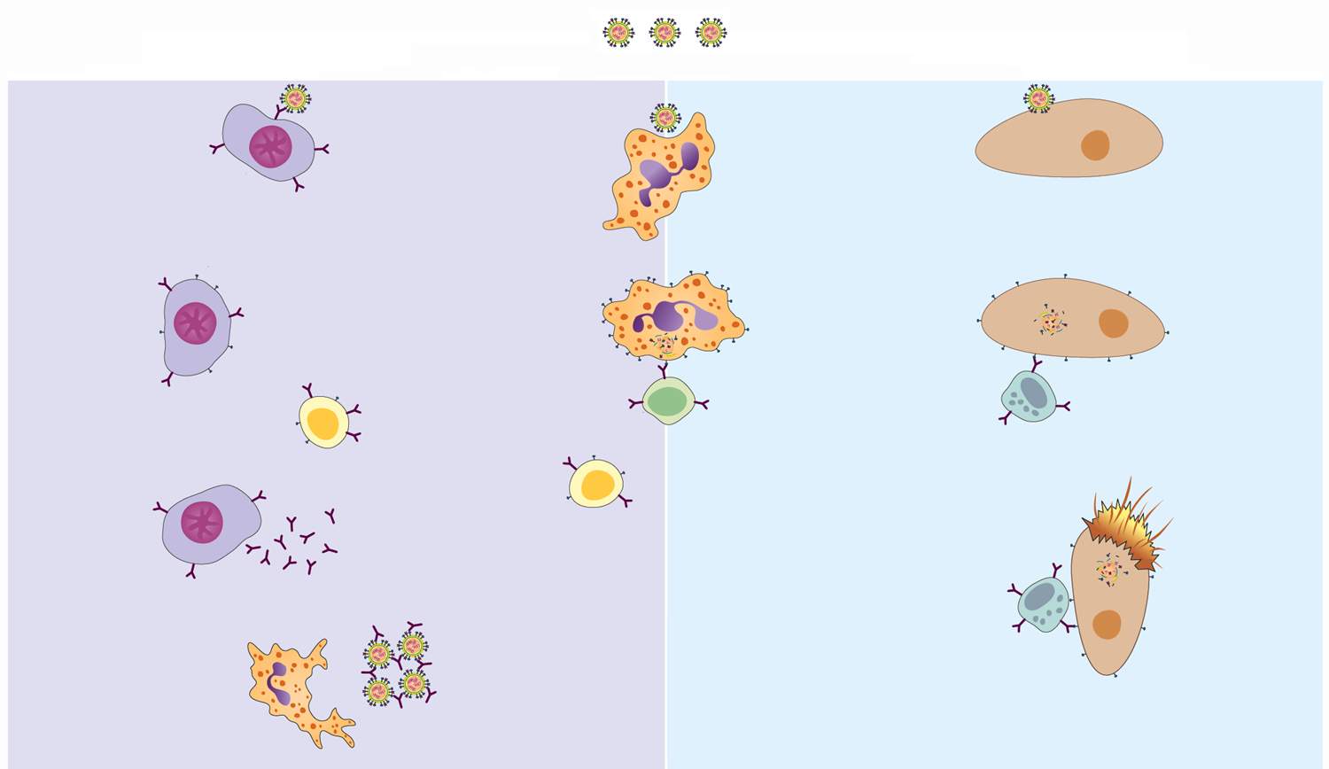 Kann Mir Jemand Dieses Schema Uber Die Humorale Und Zellulare Immunantwort Erklaren Erklaren Biologie Immunsystem Kann Mir Jemand Dieses Schema Uber Die Humorale Und Zellulare Immunantwort Erklaren Erklaren Biologie Immunsystem