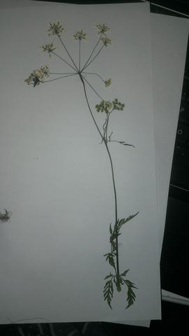 - (Schule, Biologie, Pflanzen)