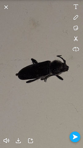 - (Insekten, Kakerlaken)