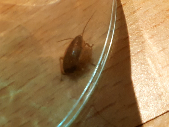 Kann mir jemand sagen ob das eine kakerlake oder waldschabe ist?