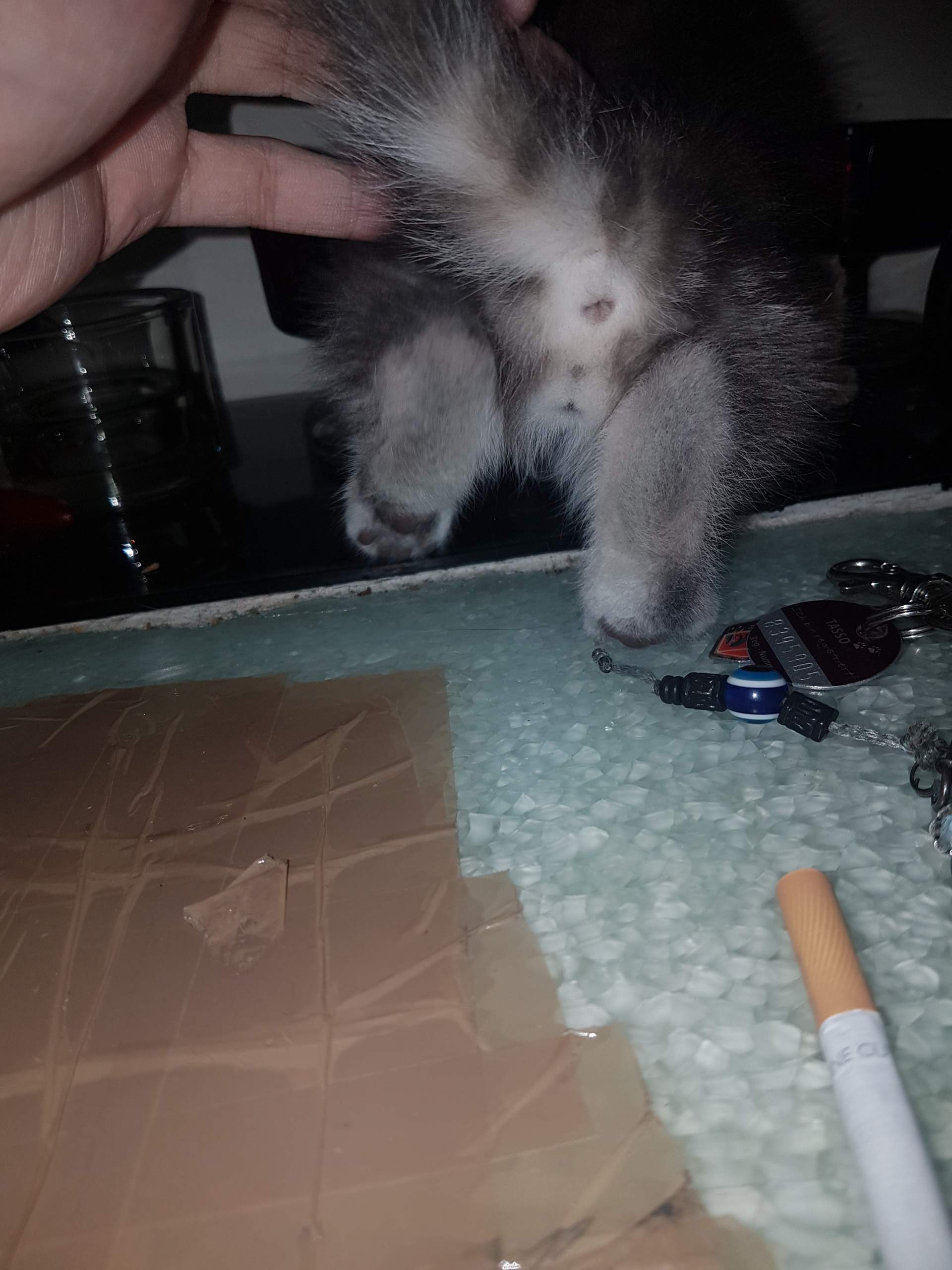Kann mir jemand sagen ob die Katzen weiblich oder männlich sind