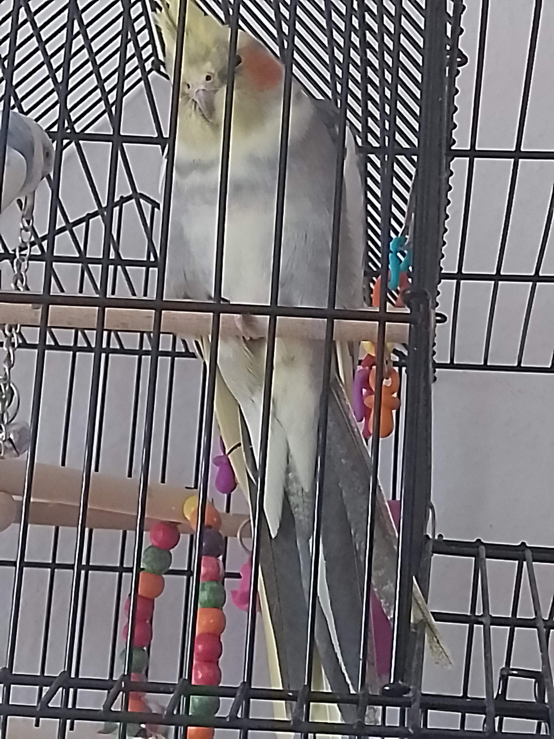Kann mir jemand sagen ob mein Nympensittich ein männchen oder Weibchen ist? (Vogelart, Sittiche)