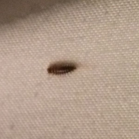 Kann mir jemand sagen was das für ein Tier ist? Ich habe es auf meiner Bettdecke entdeckt! Danke schonmal?