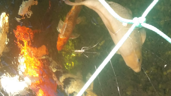 Sie sitzt bei mir am teich - (Tiere, Spinnen)