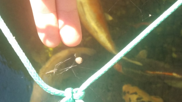 Sie ist zwei Finger groß, wie hier zusehen - (Tiere, Spinnen)