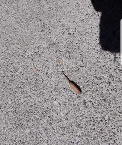 Kann Mir Jemand Sagen Was Das Hier Fur Ein Lebewesen Ist Tiere