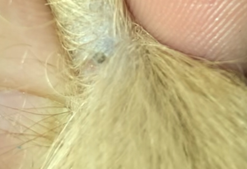 hund mit kamm auf dem rücken