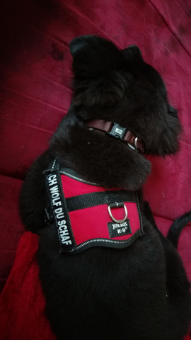 - (Hund, Rasse, Labrador)