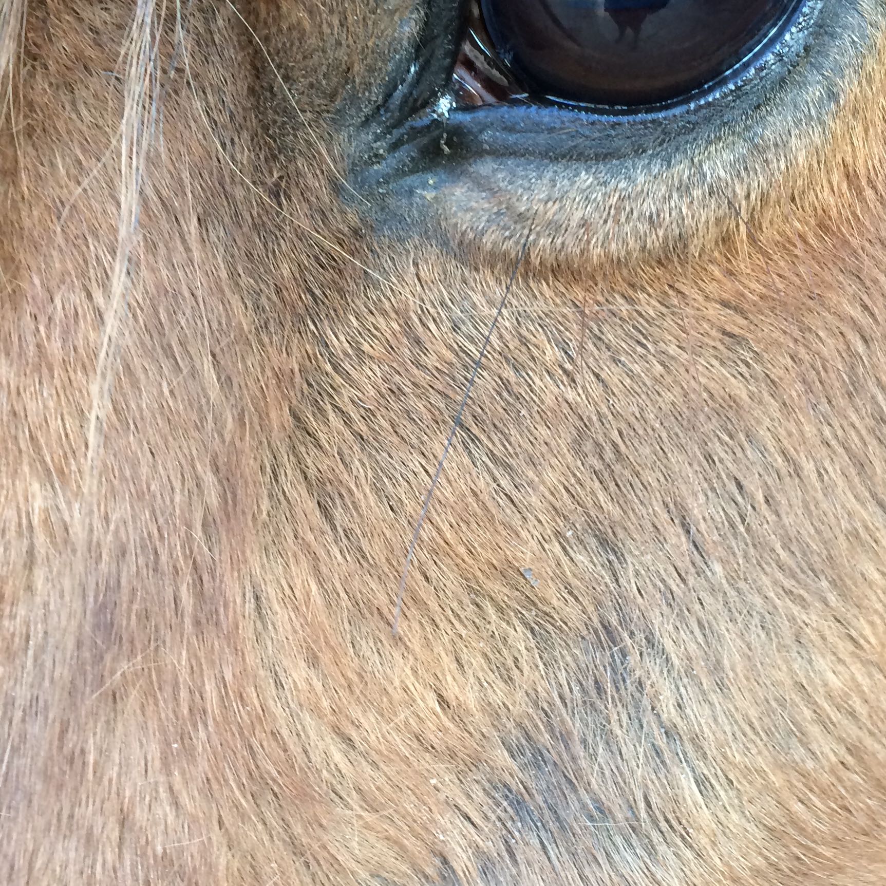 Kann mir jemand sagen was mein Pferd da hat? (Pferde)