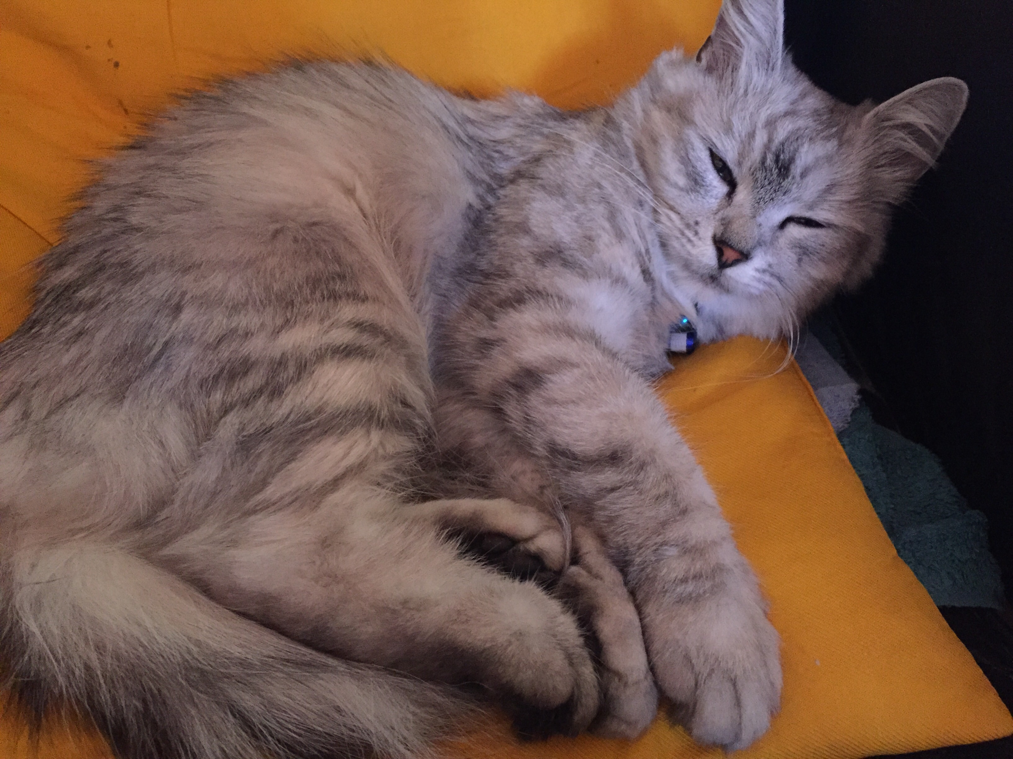 Kann Mir Jemand Sagen Wass Das Für Eine Katzenrasse Ist Sie