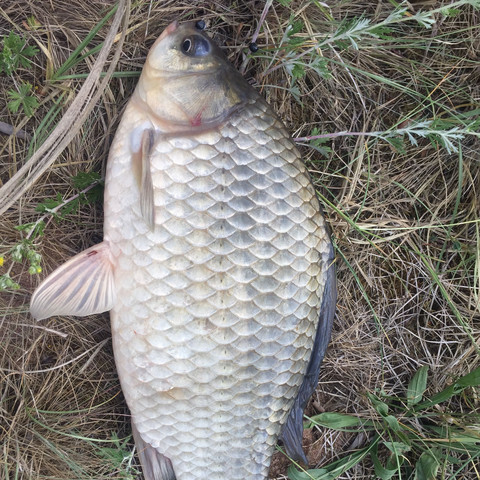 Der Fisch war ca 30-40cm groß - (Tiere, Fische, angeln)