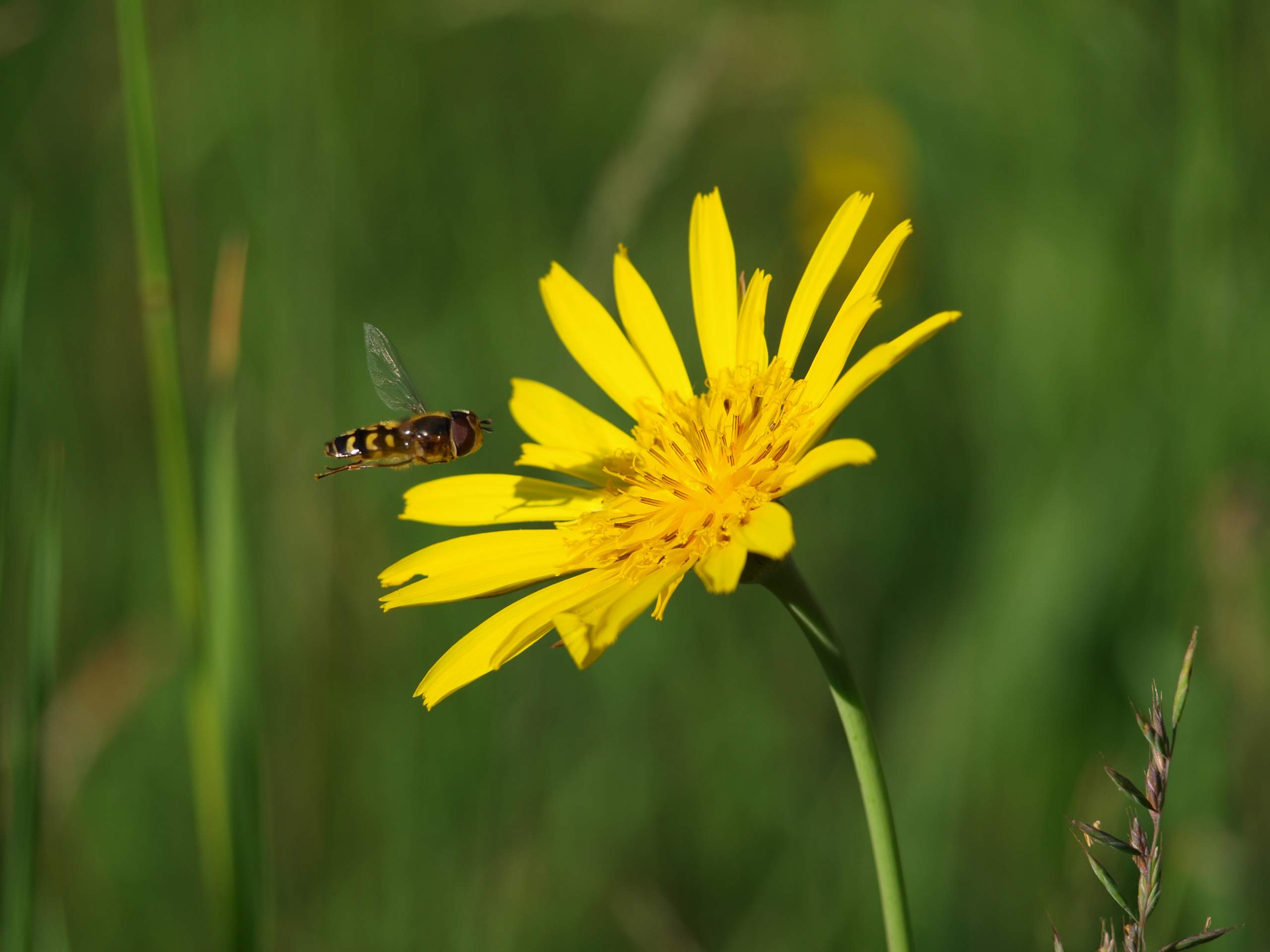 Kann mir jemand sagen wie diese Blume genannt wird? (Pflanzen, Blumen