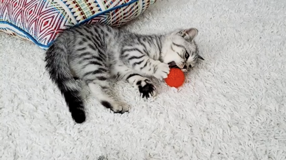 Kann Mir Jemand Sagen Wie Diese Katzen Rasse Heisst Artgerechte