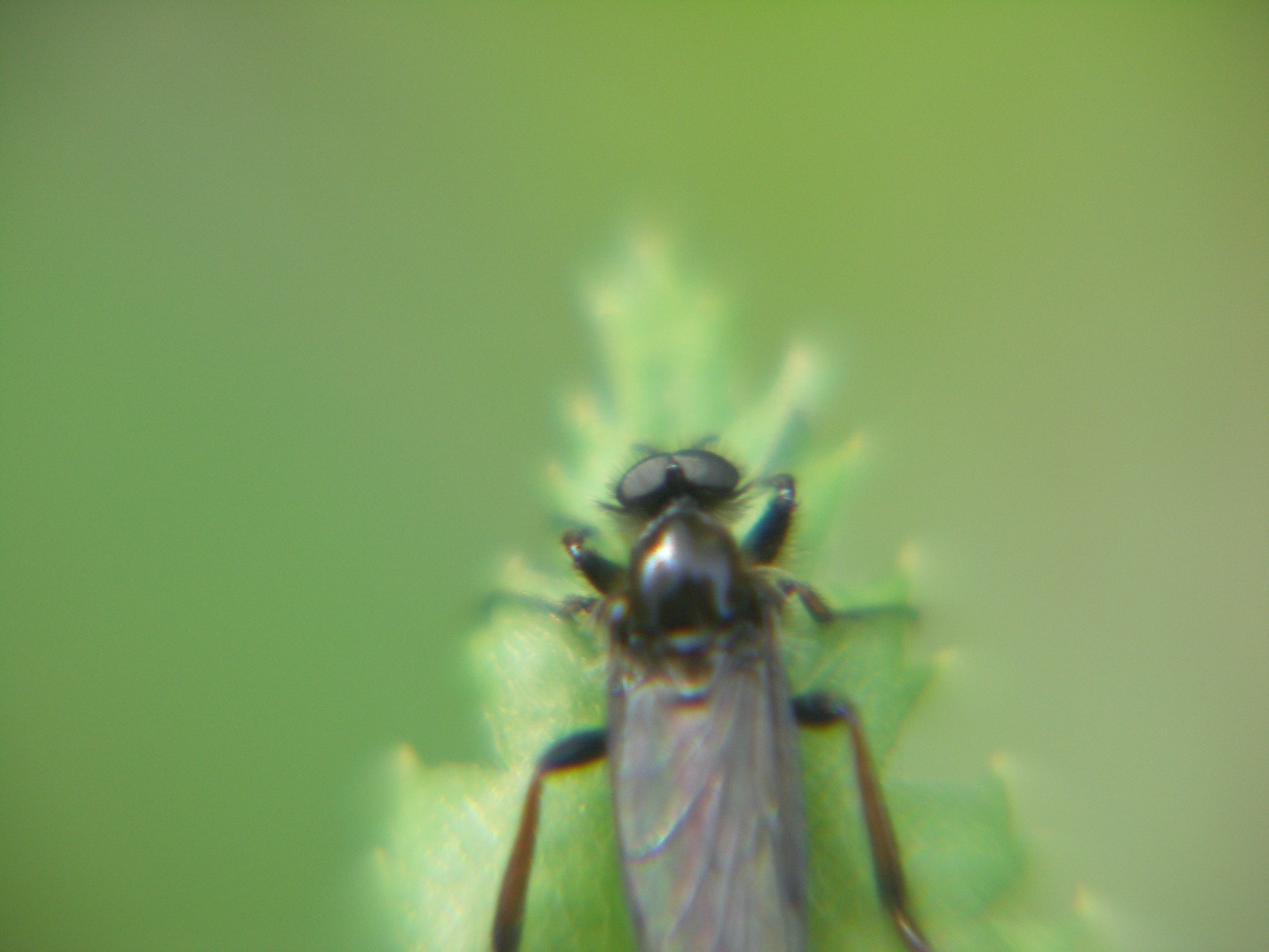 Kann mir jemand sagen, wie dieses schwarze, fliegende Insekt heißt