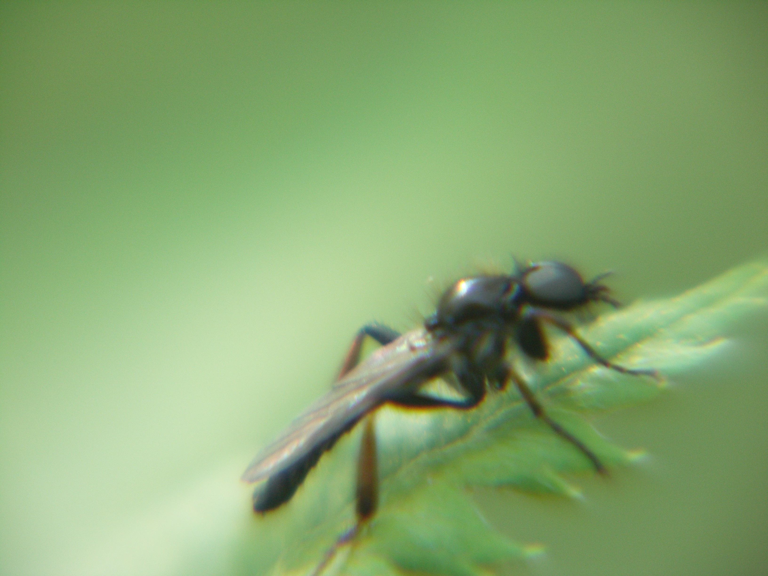 Kann mir jemand sagen, wie dieses schwarze, fliegende Insekt heißt