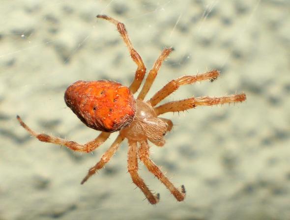 Rote Spinne Deutschland Rote Spinne Deutschland